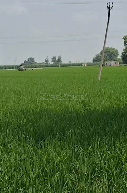 property_images/agricultural_in_malerkotla_1788513710_6a9a8daea8a75.png