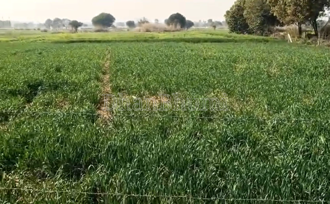 property_images/agricultural_in_mathura_1782972105_6a45fec93ccaa.PNG