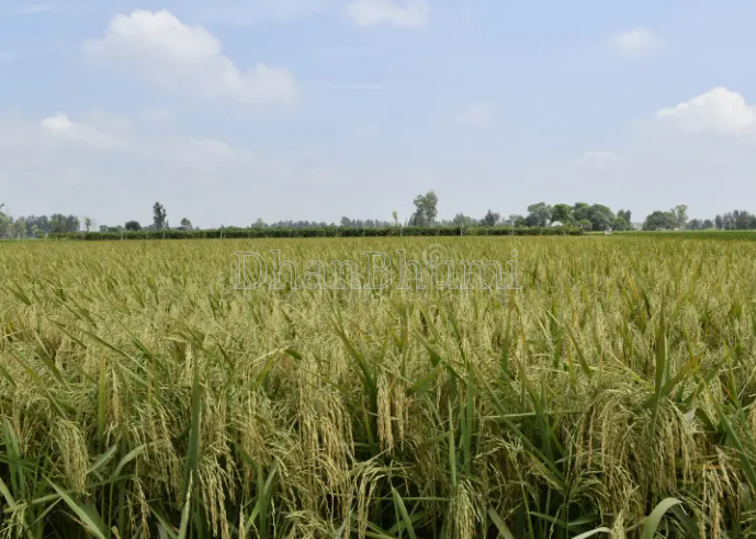 property_images/agricultural_in_mathura_1783681978_6a50d3ba1fe85.PNG