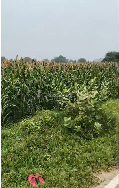 property_images/agricultural_in_mathura_1787988481_6a928a0189604.png