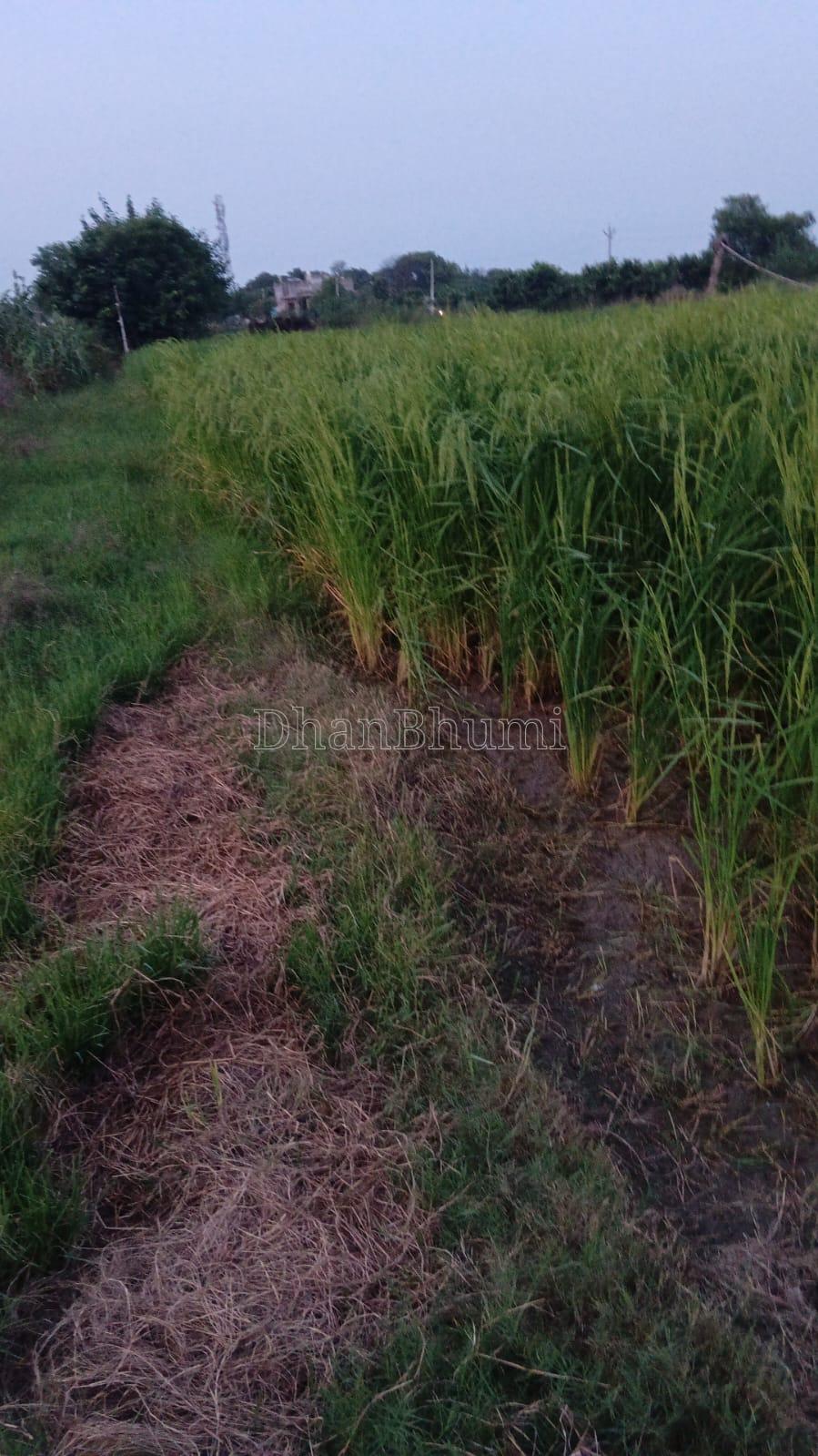 property_images/agricultural_in_mathura_1790664263_6abb5e47c6b64.jpeg