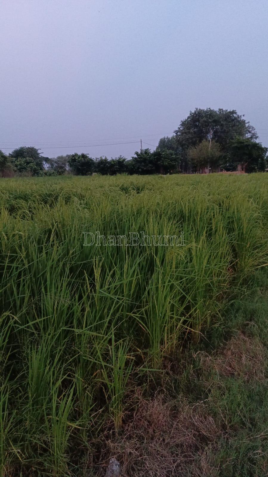 property_images/agricultural_in_mathura_1790664263_6abb5e47eb385.jpeg