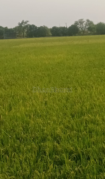 property_images/agricultural_in_mathura_1790667489_6abb6ae10d8b5.PNG