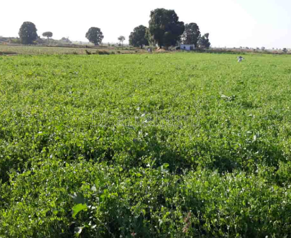 property_images/agricultural_in_meerut_1781247833_6a2baf59c70c1.PNG