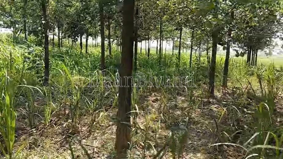 property_images/agricultural_in_meerut_1782377787_6a3ced3b25d66.jpg