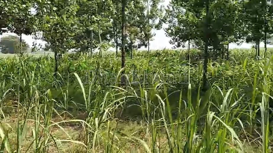 property_images/agricultural_in_meerut_1782377787_6a3ced3b2b97b.jpg