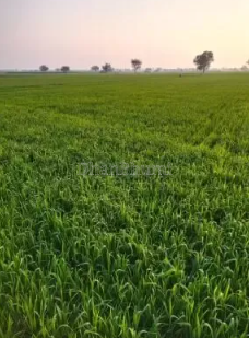 property_images/agricultural_in_meerut_1789451183_6aa8dbafea33f.png