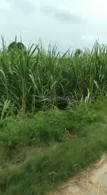 property_images/agricultural_in_meerut_1790249572_6ab50a64e397d.PNG