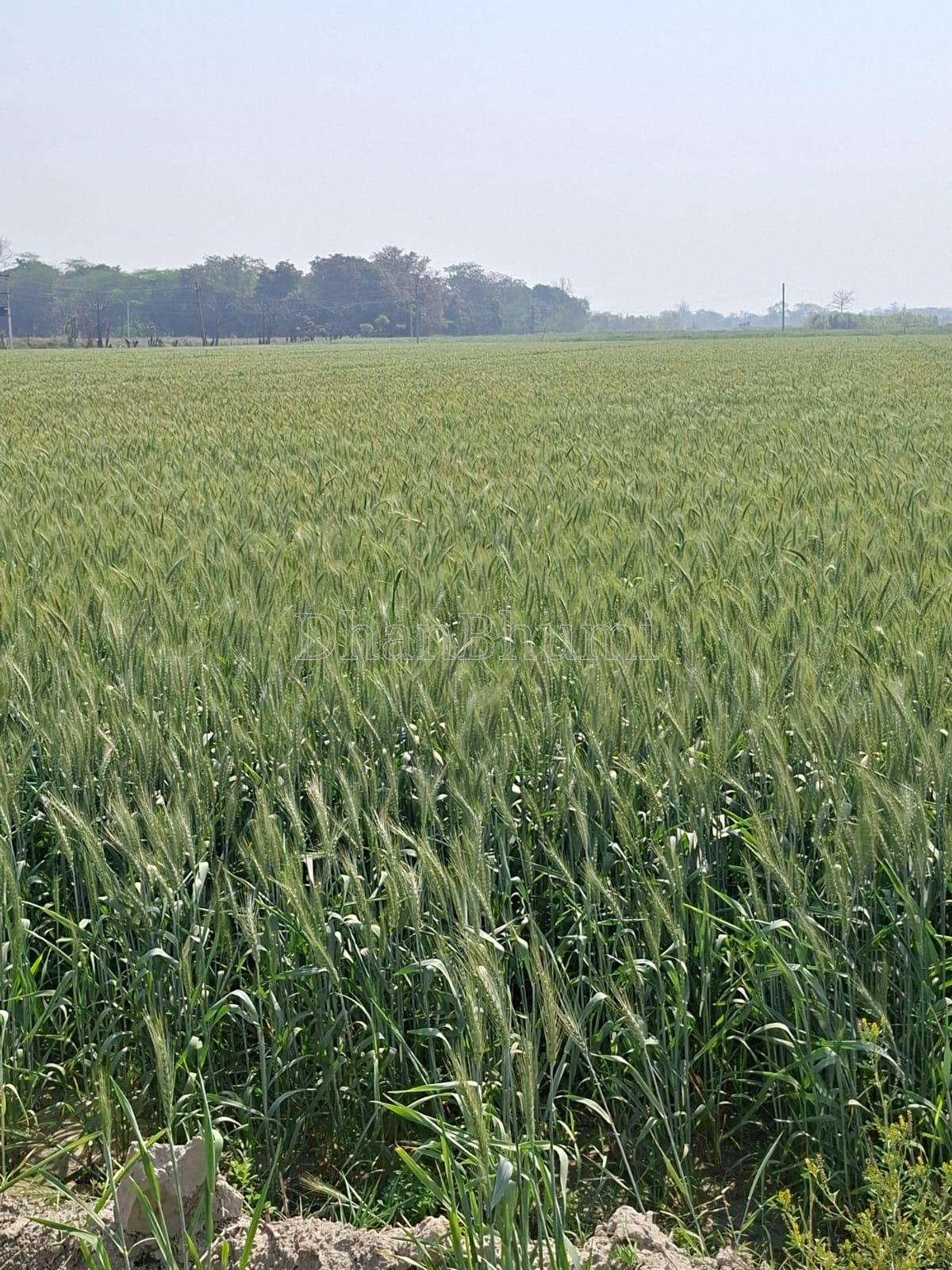 property_images/agricultural_in_meerut_1791396146_6ac68932c0dc4.jpg