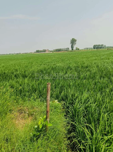 property_images/agricultural_in_meerut_1792232656_6ad34cd0b673e.png