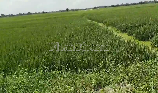 property_images/agricultural_in_muzaffarpur_1789550797_6aaa60cdcbb8b.png