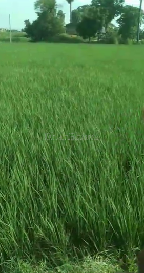 property_images/agricultural_in_muzaffarpur_1790145614_6ab3744ee59ff.png