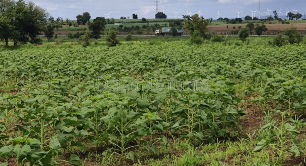 property_images/agricultural_in_mysore_1790145554_6ab37412e68ca.PNG