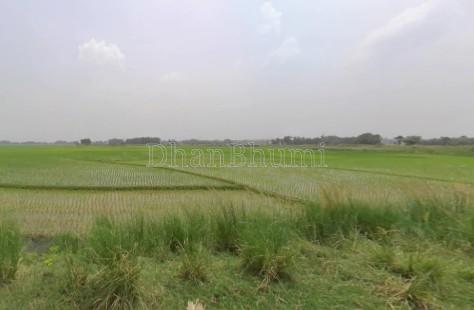 property_images/agricultural_in_nagaon_1781075231_6a290d1f94156.jpg