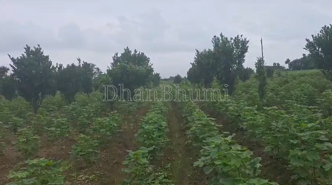 property_images/agricultural_in_nagpur_1790249180_6ab508dc95cba.png