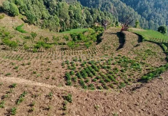 property_images/agricultural_in_nainital_1782561656_6a3fbb7808f2e.PNG