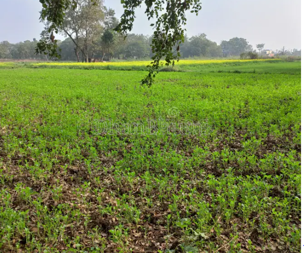property_images/agricultural_in_nalanda_1792223028_6ad327347b7e4.PNG