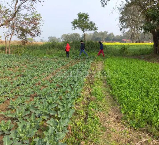 property_images/agricultural_in_nalanda_1792223096_6ad3277847c41.PNG