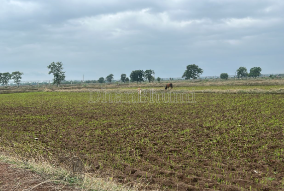 property_images/agricultural_in_nashik_1792576660_6ad88c9486b63.png