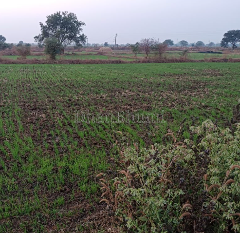 property_images/agricultural_in_nashik_1792576982_6ad88dd605bd6.png