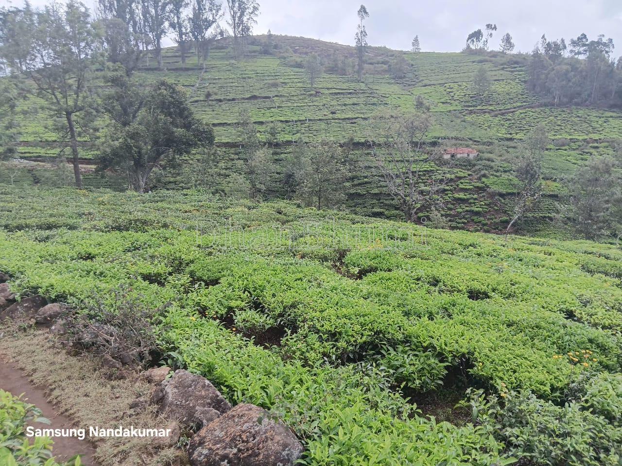 property_images/agricultural_in_nilgiris_1784014039_6a55e4d7e4346.jpeg