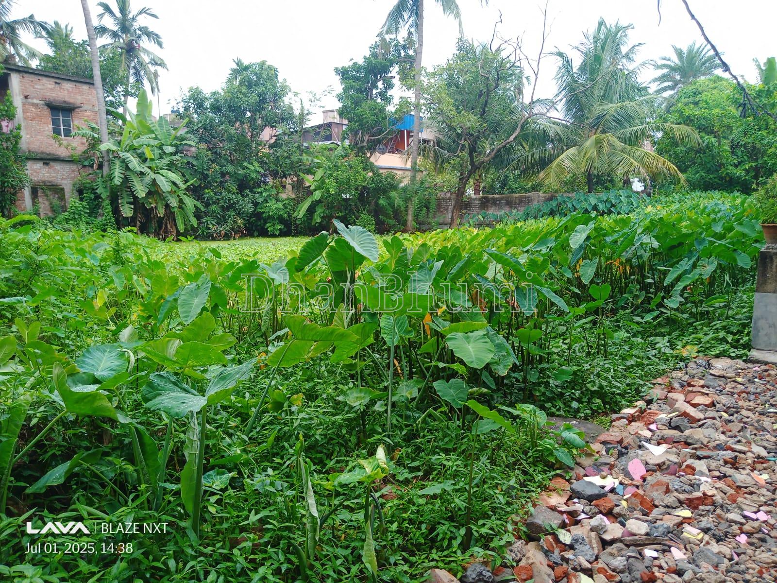 property_images/agricultural_in_north_24_parganas_1784713919_6a6092bf3860f.jpeg