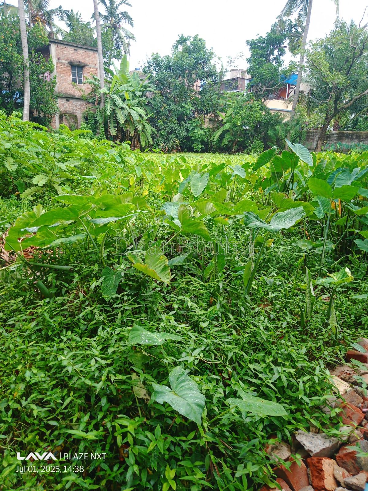 property_images/agricultural_in_north_24_parganas_1784713919_6a6092bf4fcfb.jpeg