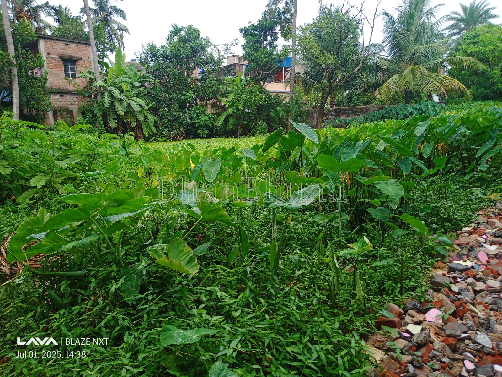 property_images/agricultural_in_north_24_parganas_1784713919_6a6092bf62f89.jpeg
