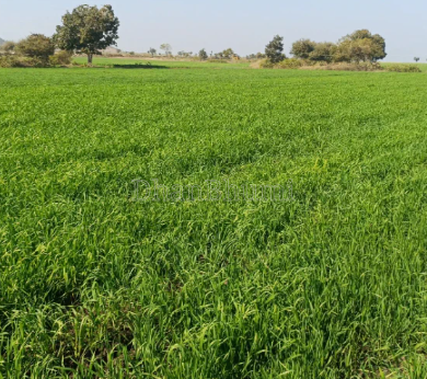 property_images/agricultural_in_nuh_1784787789_6a61b34d66f6c.png