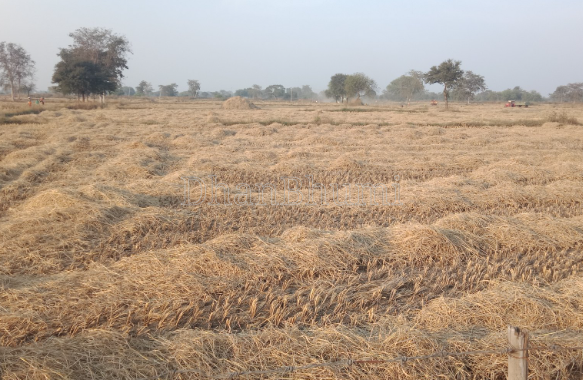property_images/agricultural_in_pali_1788604243_6a9bef5398451.png
