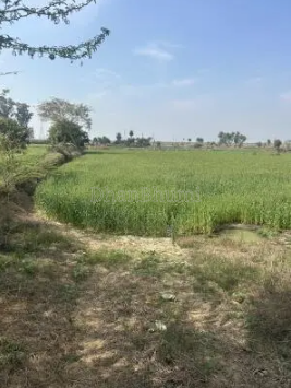 property_images/agricultural_in_palwal_1784787407_6a61b1cf39a6f.png