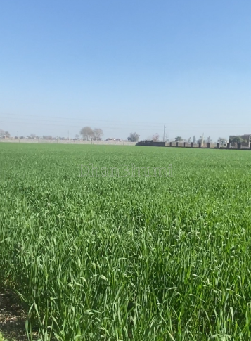 property_images/agricultural_in_palwal_1784788387_6a61b5a3e778b.png