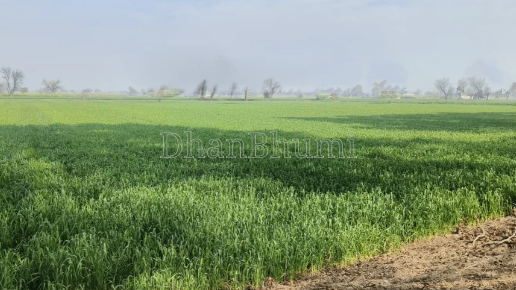 property_images/agricultural_in_palwal_1784789309_6a61b93dd9494.png