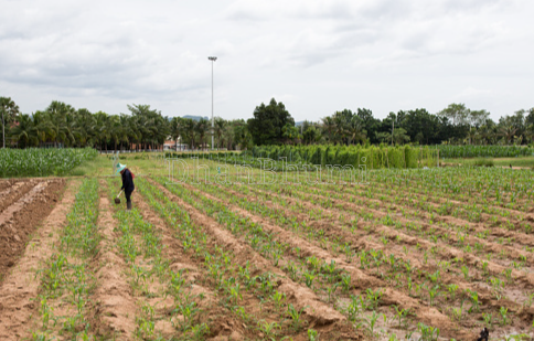 property_images/agricultural_in_palwal_1788438306_6a996722876a1.png