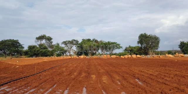 property_images/agricultural_in_palwal_1790752259_6abcb60386753.png