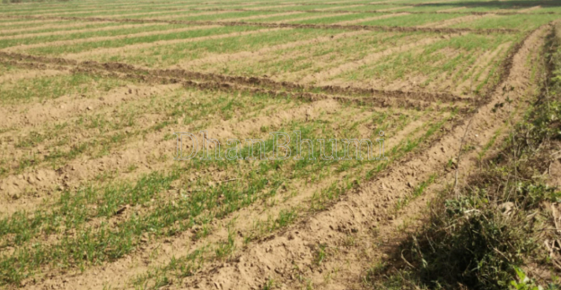 property_images/agricultural_in_palwal_1790857516_6abe512cd7e69.PNG