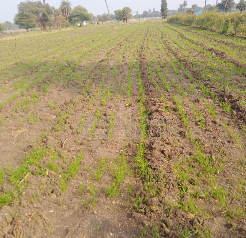 property_images/agricultural_in_palwal_1790857725_6abe51fd1c61f.PNG