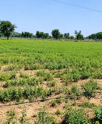 property_images/agricultural_in_panna_1786967143_6a82f46723632.PNG