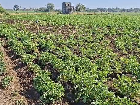 property_images/agricultural_in_panna_1786967579_6a82f61b5eddd.PNG