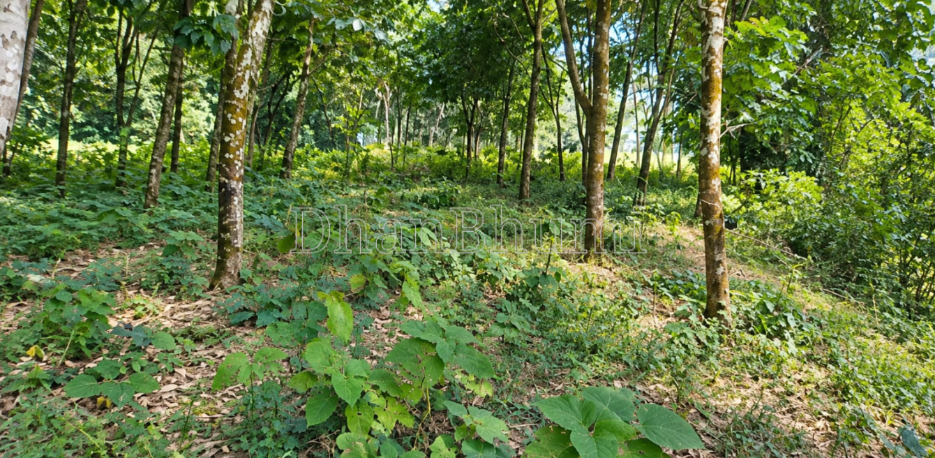 property_images/agricultural_in_papum_pare_1790069042_6ab24932f3e77.PNG