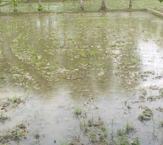 property_images/agricultural_in_patna_1789640344_6aabbe9899c69.png