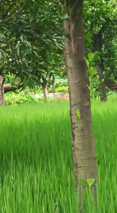 property_images/agricultural_in_prayagraj_allahabad_1790579181_6aba11ed92f81.png