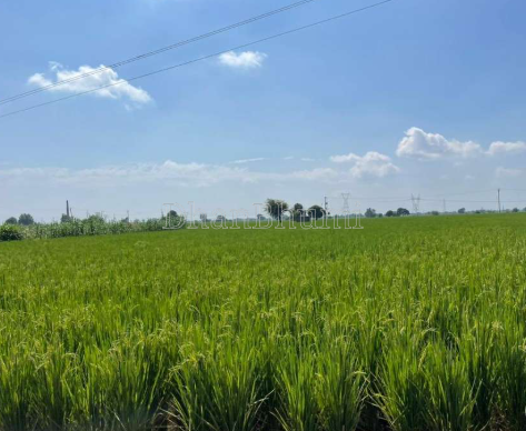property_images/agricultural_in_raipur_1790322762_6ab6284a8472a.PNG