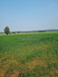 property_images/agricultural_in_raisen_1782371789_6a3cd5cd79104.jpg