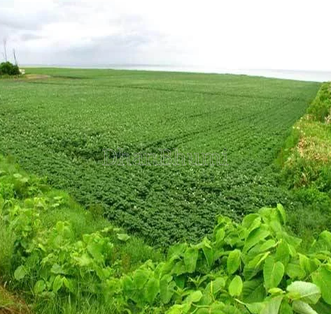 property_images/agricultural_in_raisen_1782384499_6a3d077395024.PNG
