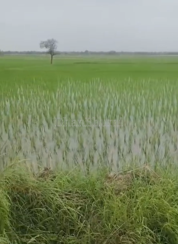 property_images/agricultural_in_rajkot_1788592531_6a9bc1930d7ba.png