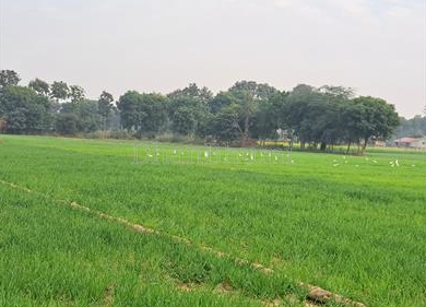 property_images/agricultural_in_rewari_1785569651_6a6da1737f24e.png