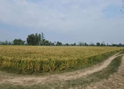 property_images/agricultural_in_rudrapur_1781519444_6a2fd45408ea3.jpg
