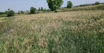 featured_img