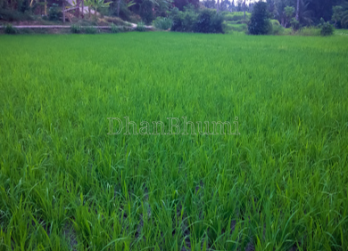 property_images/agricultural_in_saharanpur_1785922879_6a73053f8b522.png